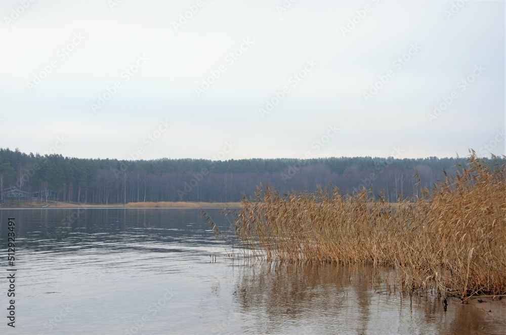 quiet shore of the lake with reeds. Landscape in pastel colors