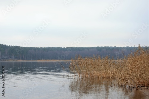 quiet shore of the lake with reeds. Landscape in pastel colors