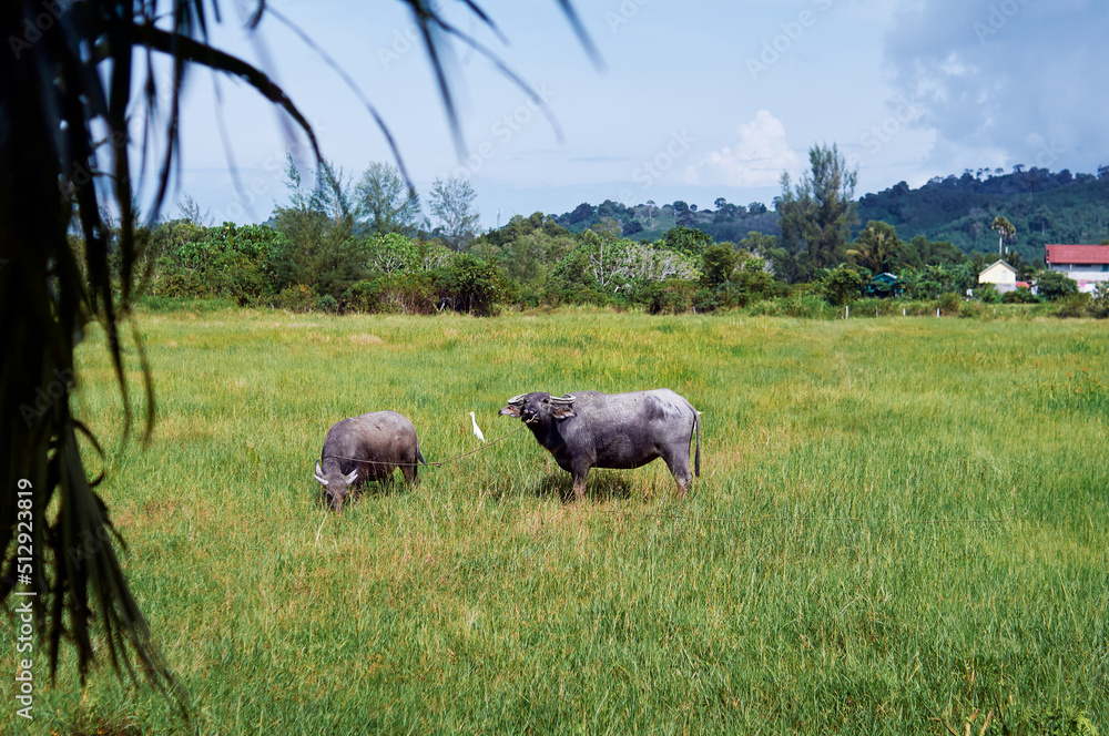 Fototapeta premium Big black bull at green grass plantation.