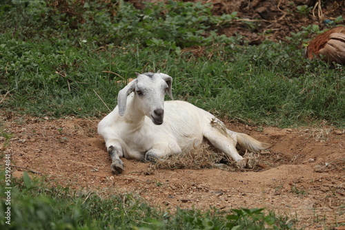 Fototapeta Naklejka Na Ścianę i Meble -  baby goat on a meadow