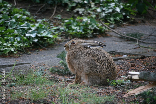 Hare sitting outdoors surrounded by plants