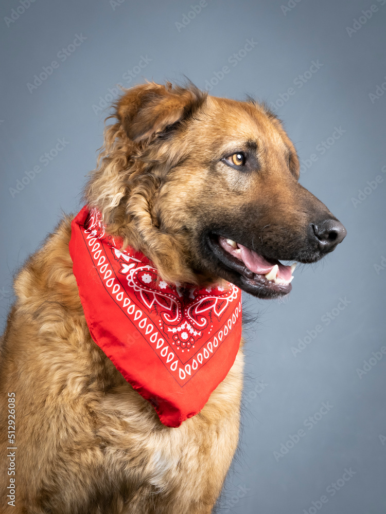 Portrait of brown shepherd dog with red bandana on the neck Portrait of brown shepherd dog with red bandana on the neck