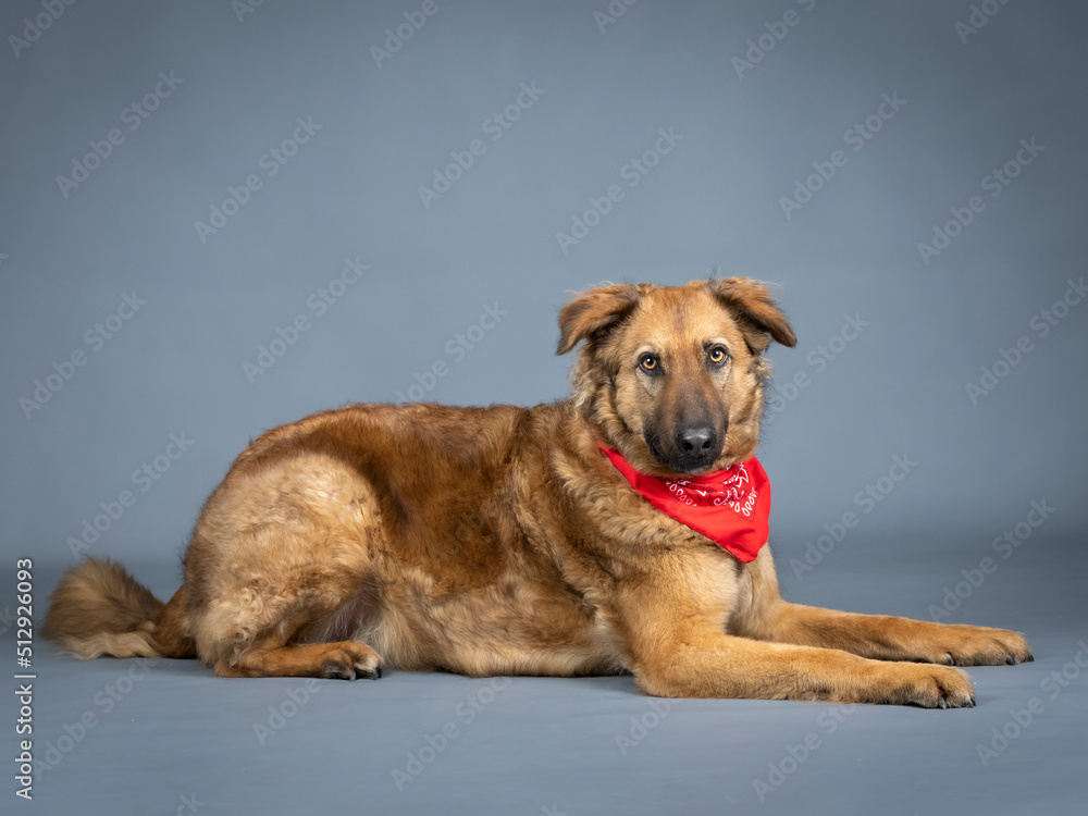 Shepherd dog with red bandana on his neck lying down Shepherd dog with red bandana on his neck lying down