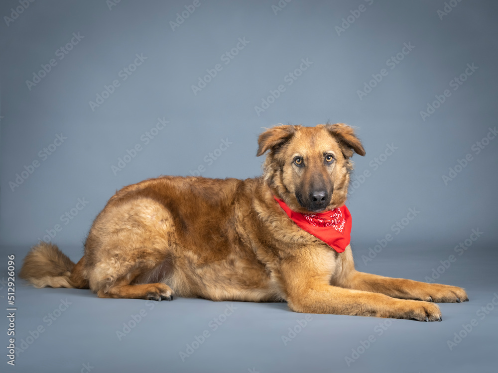 Shepherd dog with red bandana on his neck lying down Shepherd dog with red bandana on his neck lying down