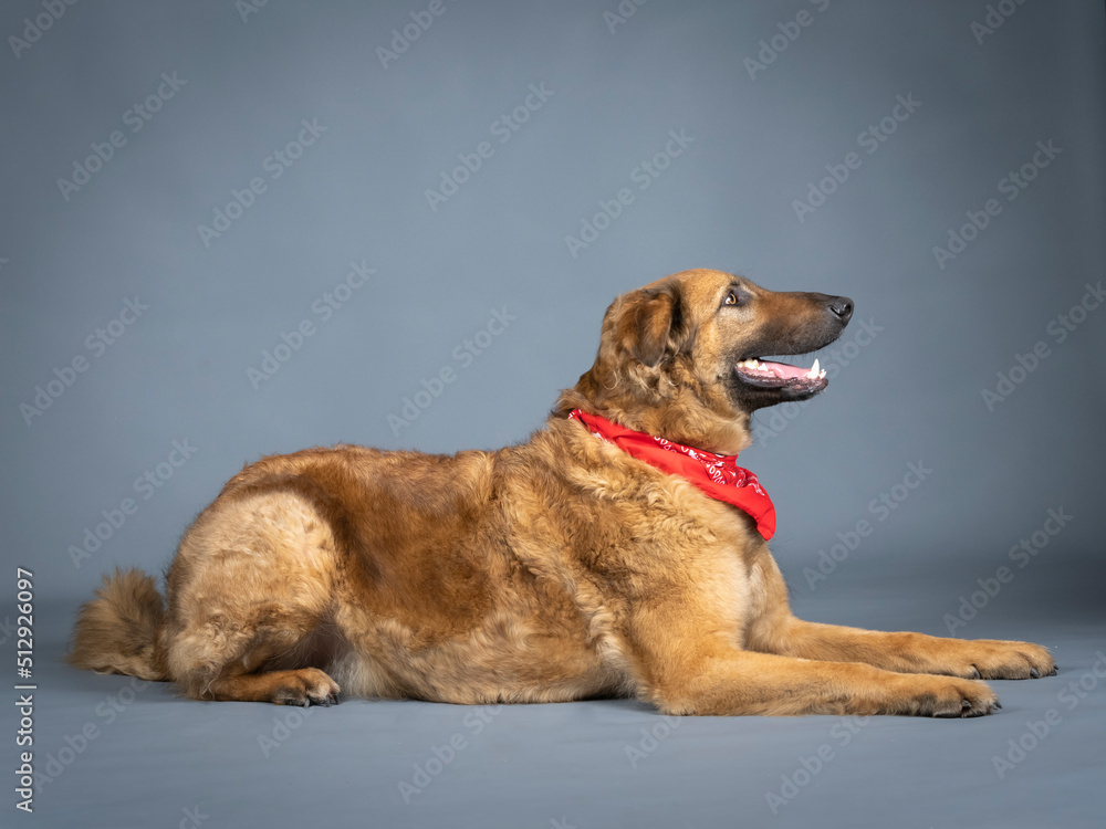 Shepherd dog with red bandana on his neck lying down Shepherd dog with red bandana on his neck lying down