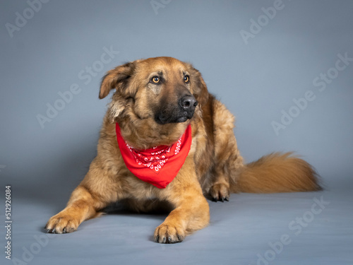 Shepherd dog with red bandana around his neck lying on front