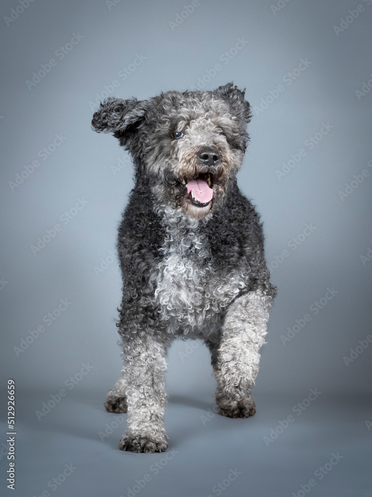 Happy Spanish Water Dog in a photography studio Happy Spanish Water Dog in a photography studio