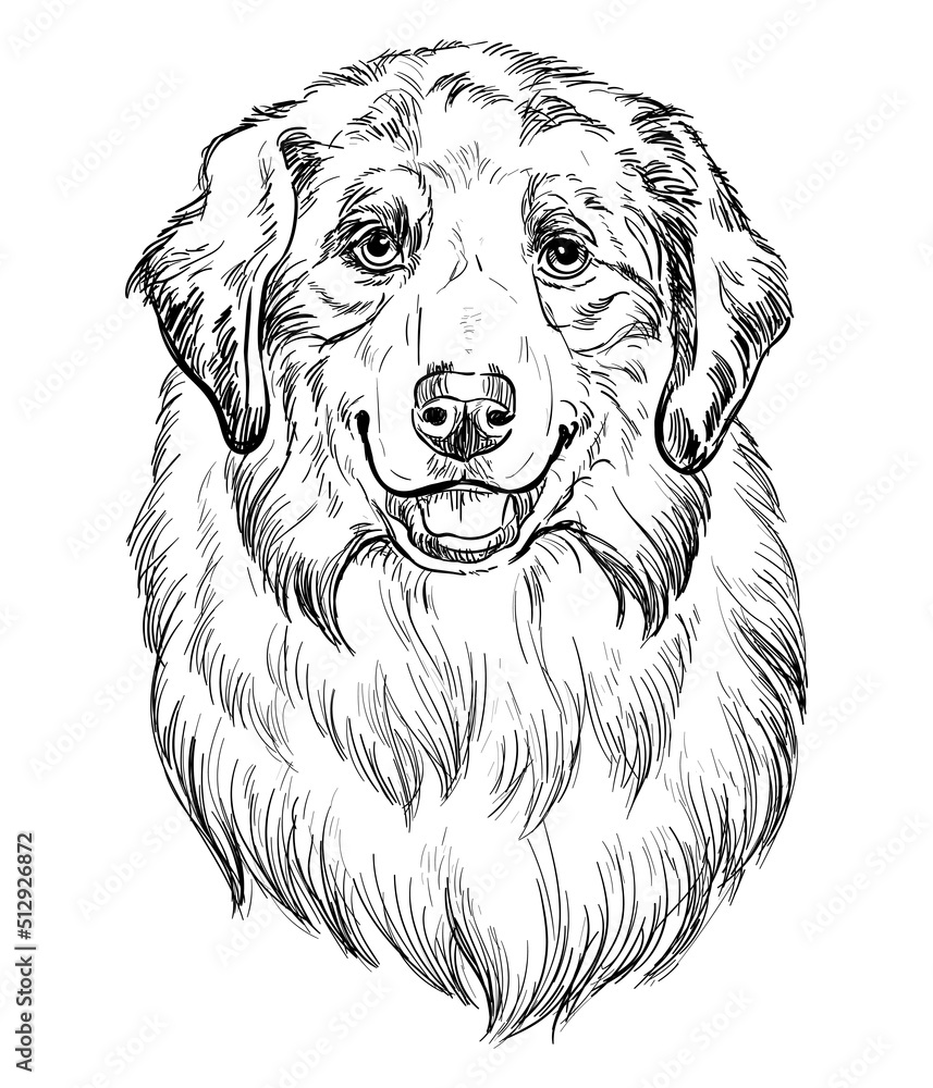 Australian Shepherd hand drawing dog vector isolated illustration Stock ...