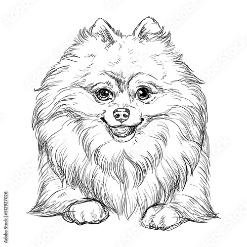 Fototapeta Naklejka Na Ścianę i Meble -  Pomeranian hand drawing dog vector isolated illustration