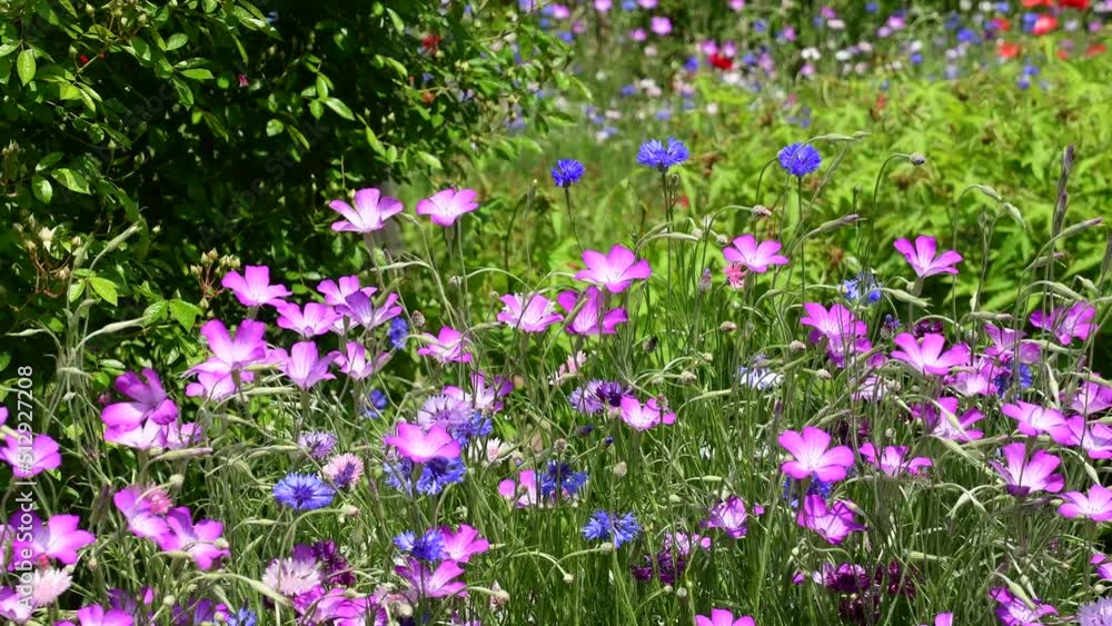 花畑の花びら 花畑の花びら