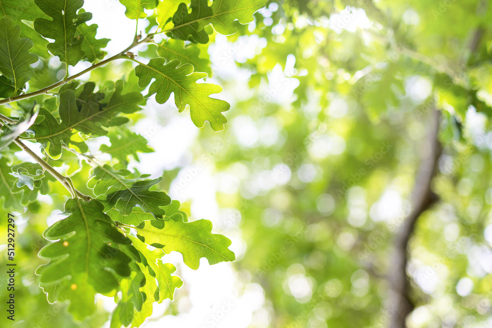 Upward glance to sun rays shines through forest trees. Scattered sunlight that filters through green oak leaves. Sunny summer nature background with sunshine radiant bokeh. Japanese Komorebi concept Upward glance to sun rays shines through forest trees. Scattered sunlight that filters through green oak leaves. Sunny summer nature background with sunshine radiant bokeh. Japanese Komorebi concept