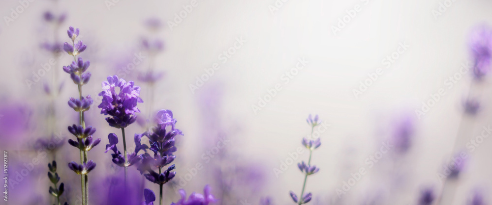 Obraz na płótnie Gałąź lawendowych aromatycznych letnich kwiatów. Lavender. Kwiaty lawendy. Lawendowy prowansalski klimat lata.
 w salonie