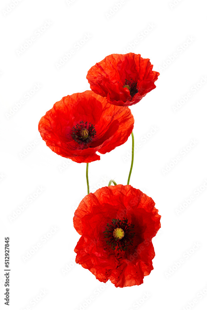 Obraz premium Red poppies flower isolated on a white background.