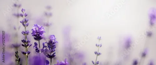Panel kuchenny z motywem Gałąź lawendowych aromatycznych letnich kwiatów. Lavender. Kwiaty lawendy. Lawendowy prowansalski klimat lata. 