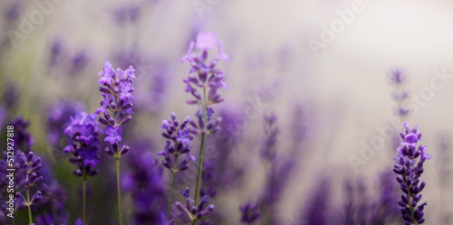 Gałąź lawendowych aromatycznych letnich kwiatów. Lavender. Kwiaty lawendy. Lawendowy prowansalski klimat lata.  © Janusz