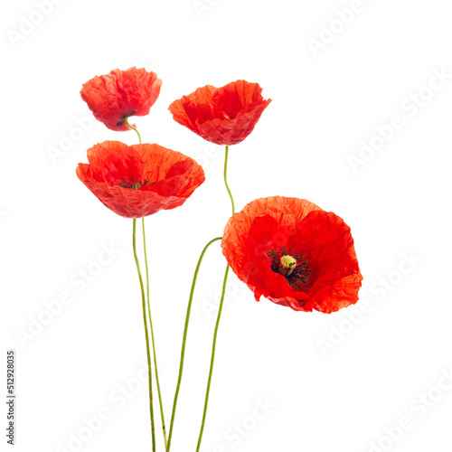 Red poppies flower isolated on a white background.