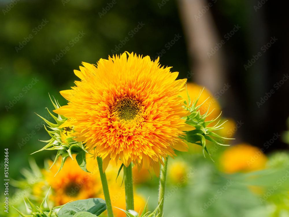 Fototapeta premium ちょっと珍しいヒマワリの花