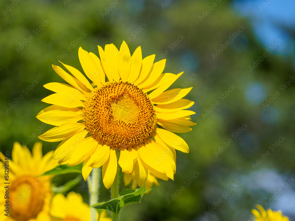 夏らしいヒマワリの花