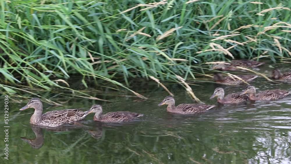 A family of mallard ducks searching for food in the river. A family of mallard ducks searching for food in the river.