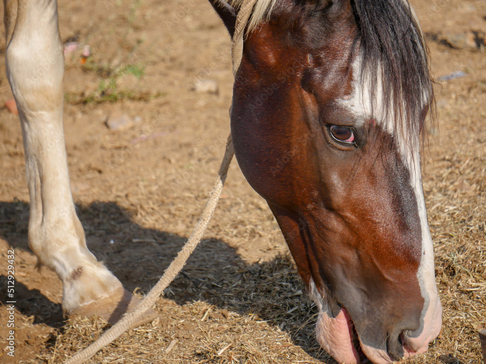 Obraz premium Horse Close up Picture. Indian Horses breed closeup.