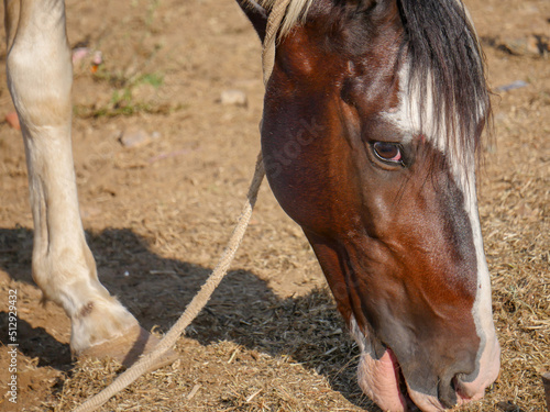 Horse Close up Picture. Indian Horses breed closeup.