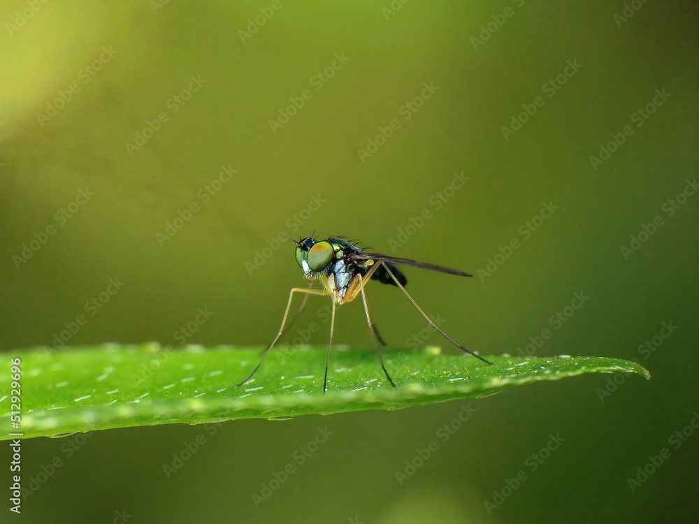 Fototapeta premium close-up of the fly on leaf