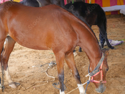 Horse eating food in outdoor stable. Horses breeds in rural india.