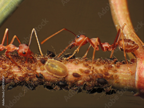 close-up of weaver ants colony caught the the insects