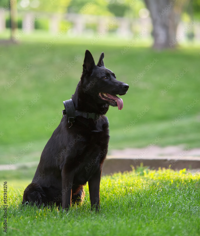 Black Belgian Shepherd sitting and looking away Black Belgian Shepherd sitting and looking away