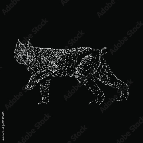 Canada Lynx hand drawing vector illustration isolated on black background