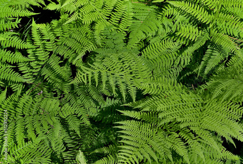 Bushes of forest fern on a summer day