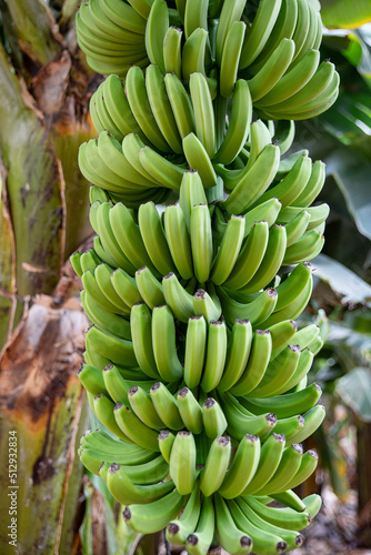 Banana tree with large bundle of green unripe fruit hanging heavy, abundant healthy crop growing under excellent weather and best altitude conditions on the island of Tenerife, Canary Islands, Spain