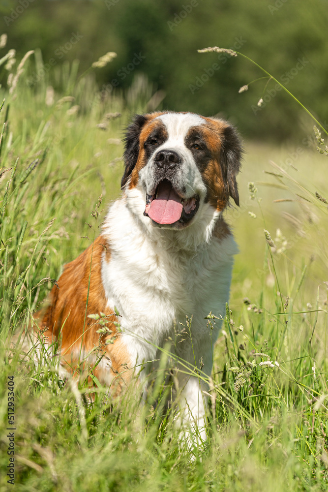 Portrait of a beautiful saint bernard dog on a meadow in summer outdoors Portrait of a beautiful saint bernard dog on a meadow in summer outdoors