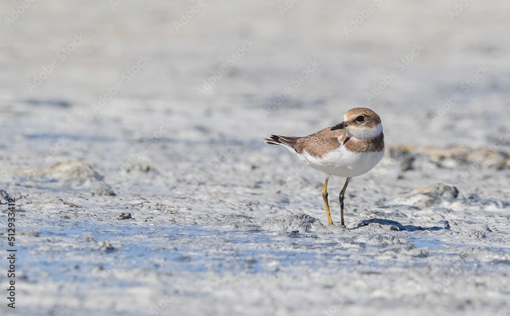 Common Ringed Plover (Charadrius hiaticula) is a wetland bird. It is a rare bird. Common Ringed Plover (Charadrius hiaticula) is a wetland bird. It is a rare bird.