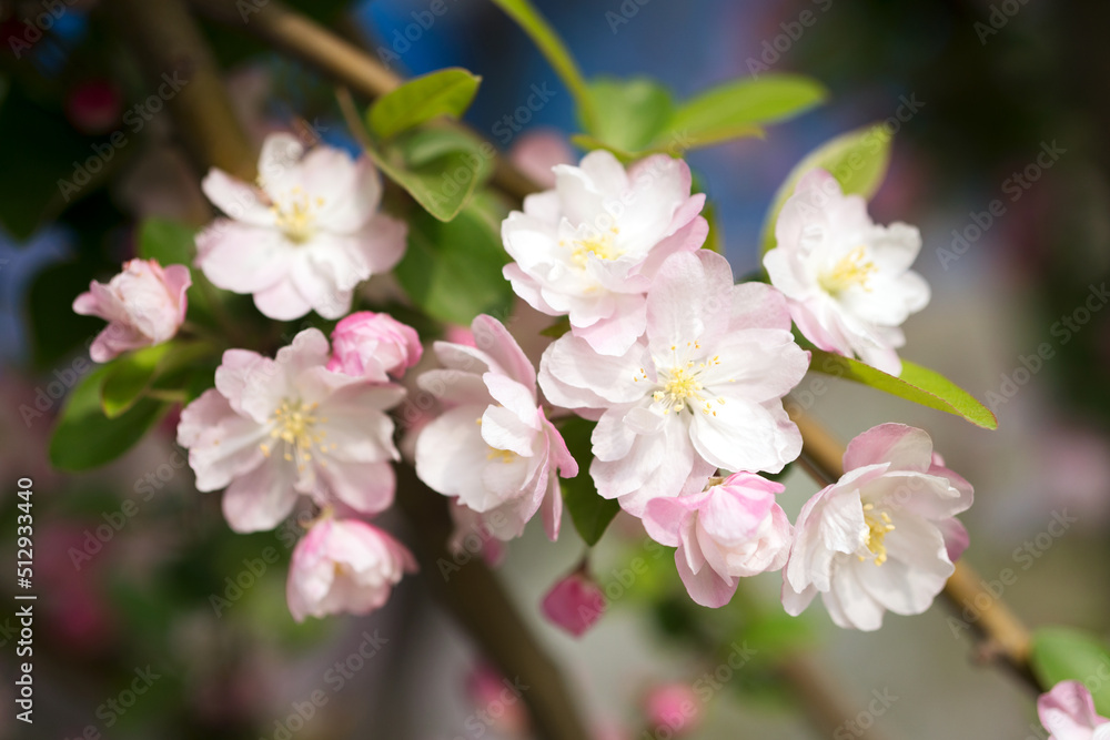 Begonia flowers in the spring