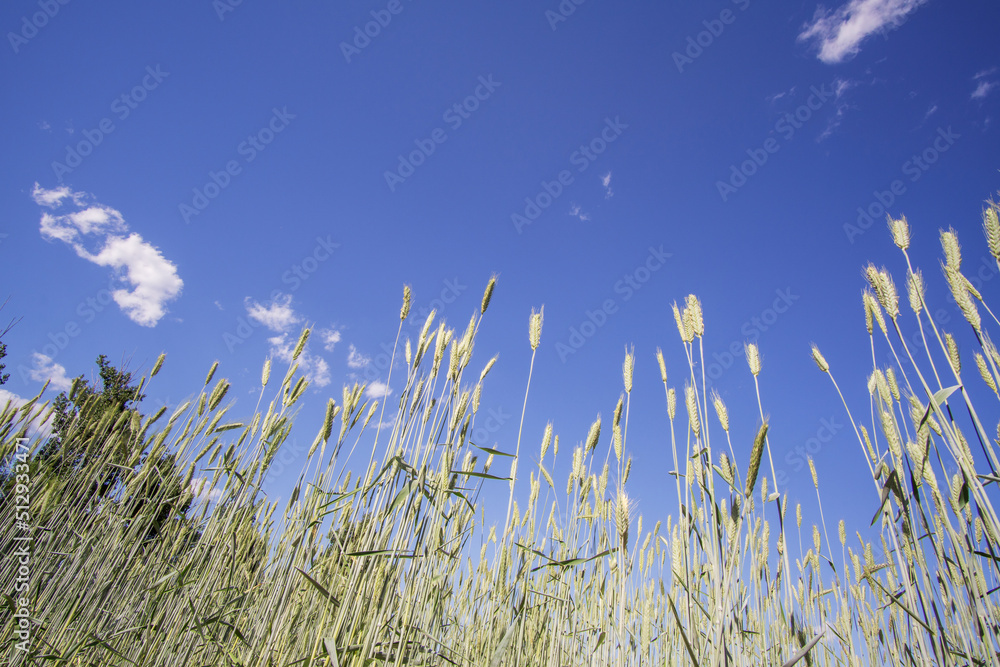 Obraz premium Wheat fields under a clear sky
