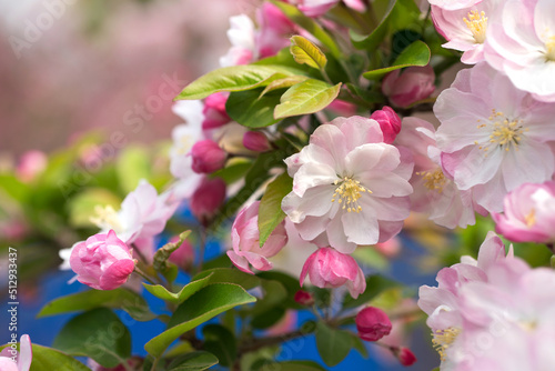 Begonia flowers in the spring