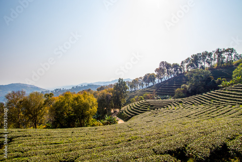 Gardens of the 101 Tea Plantation,Doi Mae Salong,Chiang Rai province,Northern Thailand.