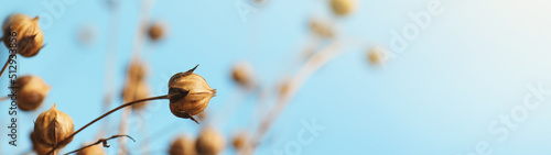 Beautiful dry flax plants against blurred background, closeup view with space for text. Banner design photo