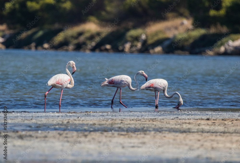 Greater Flamingo (Phoenicopterus roseus) usually lives at the Izmir Bird Paradise İn Turkey. Flamingos are wetland birds.
