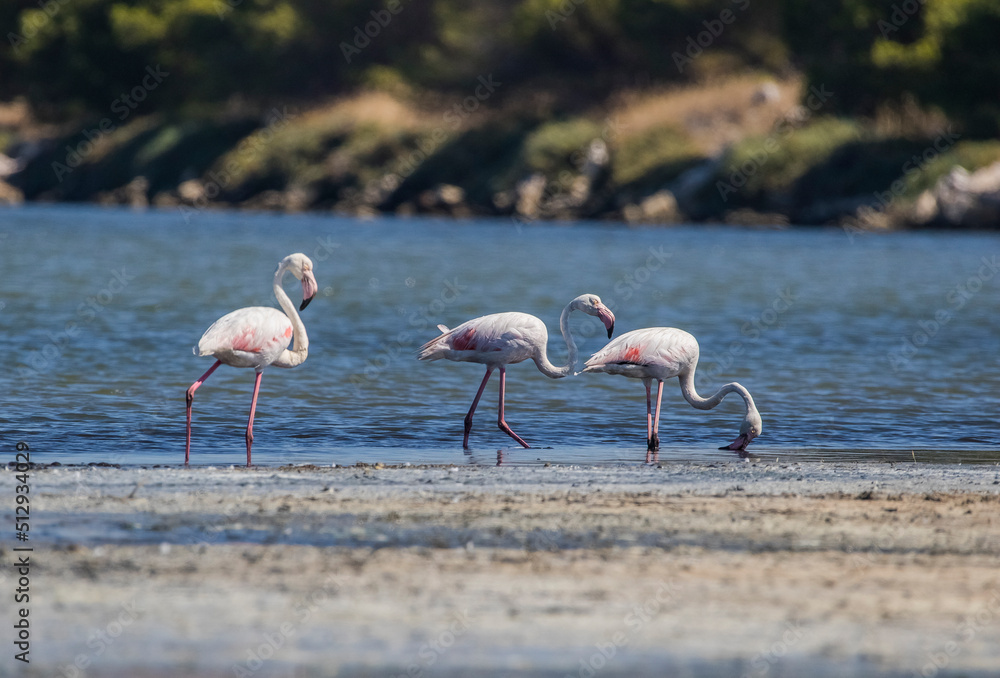 Fototapeta premium Greater Flamingo (Phoenicopterus roseus) usually lives at the Izmir Bird Paradise İn Turkey. Flamingos are wetland birds.