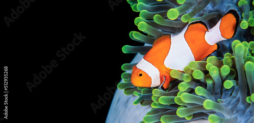 Canvastavla Clownfish, Amphiprion ocellaris, hiding in host sea anemone Heteractis magnifica