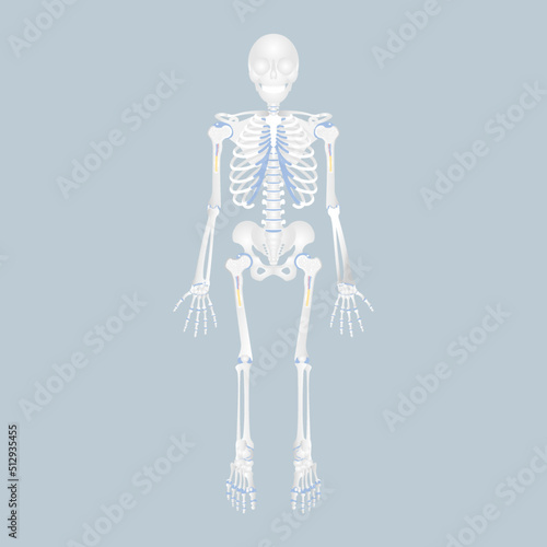 anatomy of human skeleton, skull, spine, spinal cord, rib cage, pelvic bone, backbone, hip, leg and arm bone, internal organs body part orthopedic health care, vector illustration cartoon flat design