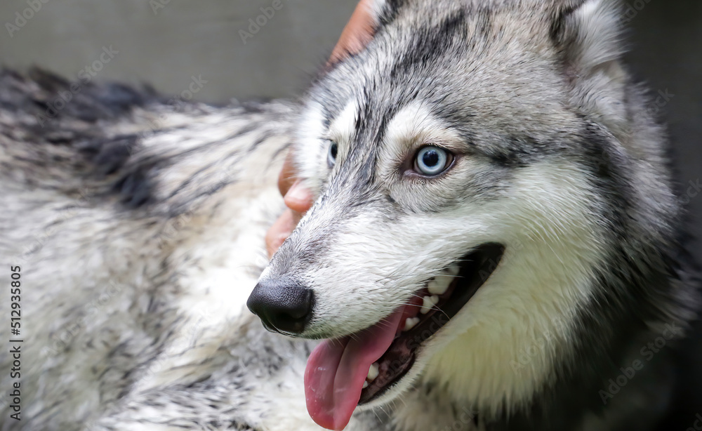  Closeup portrait of a Siberian husky with beautiful eyes