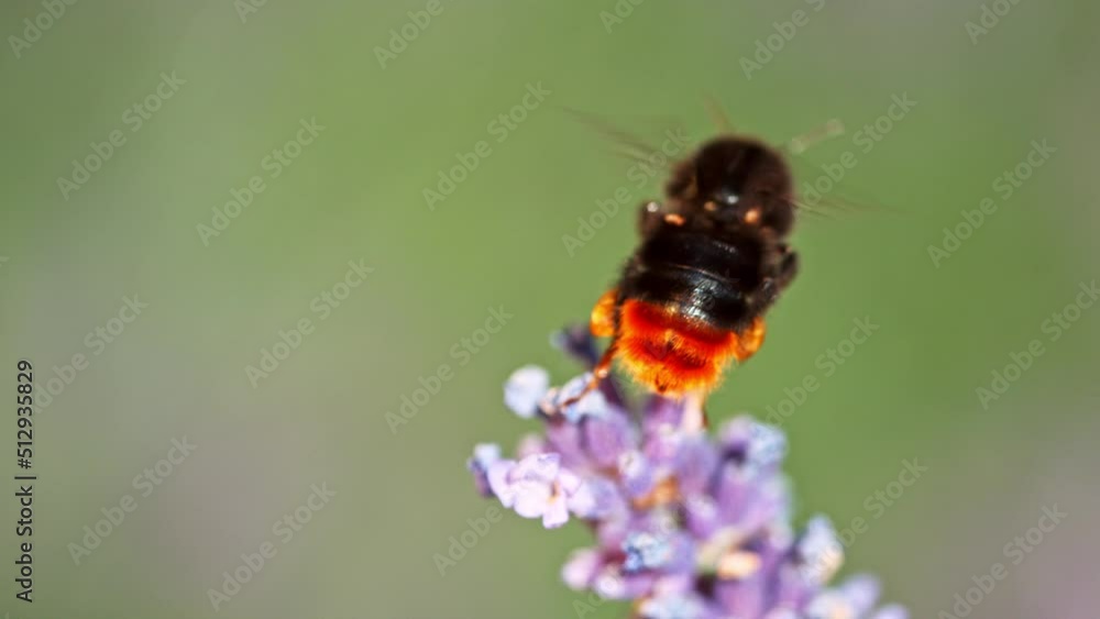 Bee flying into lavender blossom, gathering pollen, macro shot. Filmed on high speed cinema camera, 1000fps. Bee flying into lavender blossom, gathering pollen, macro shot. Filmed on high speed cinema camera, 1000fps.