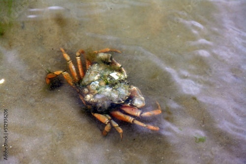 Beach crab in the flat wadden sea near List on the island of Sylt - Strandkrabbe im flachen Wattenmeer bei List auf Sylt
