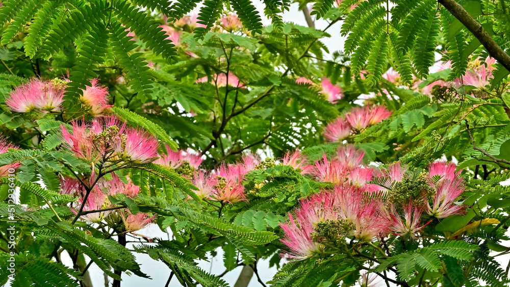 ネムノキの花 ネムノキの花