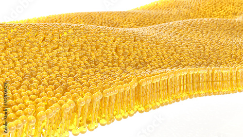 3D rendering lipid bi-layer cell anatomy - 3D Rendering