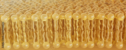 Foto 3D rendering lipid bi-layer cell anatomy - 3D Rendering