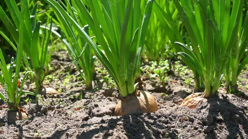 Camera movement along the green onion patch. In the background, a farmer's hand removes weeds. Selective focus on the foreground.